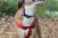 Pinterest Hidden Image