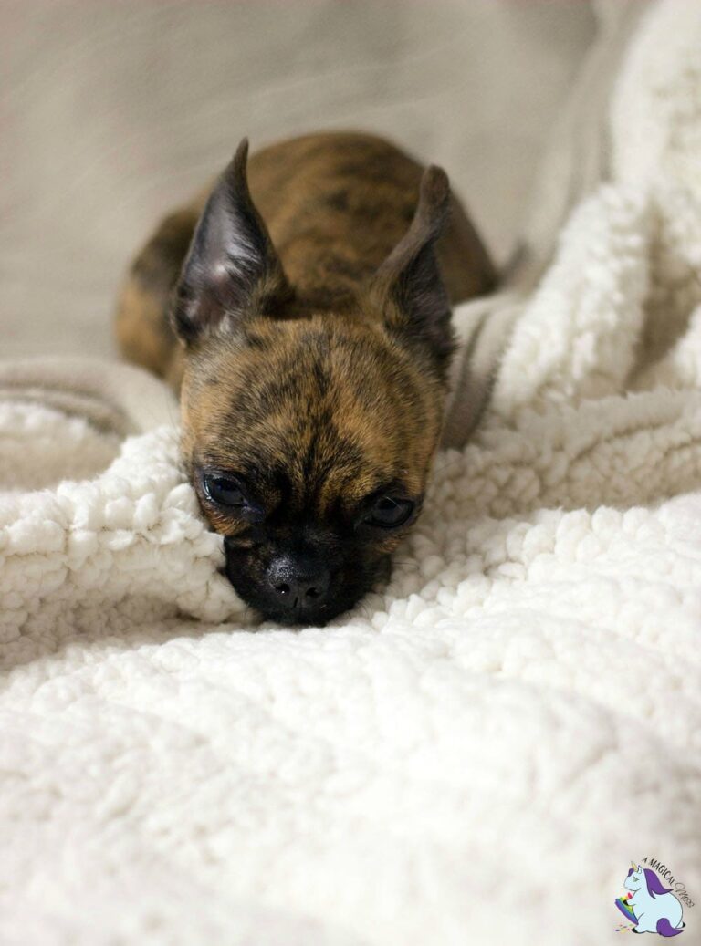 I Finally Found the Best Heated Blanket Ever