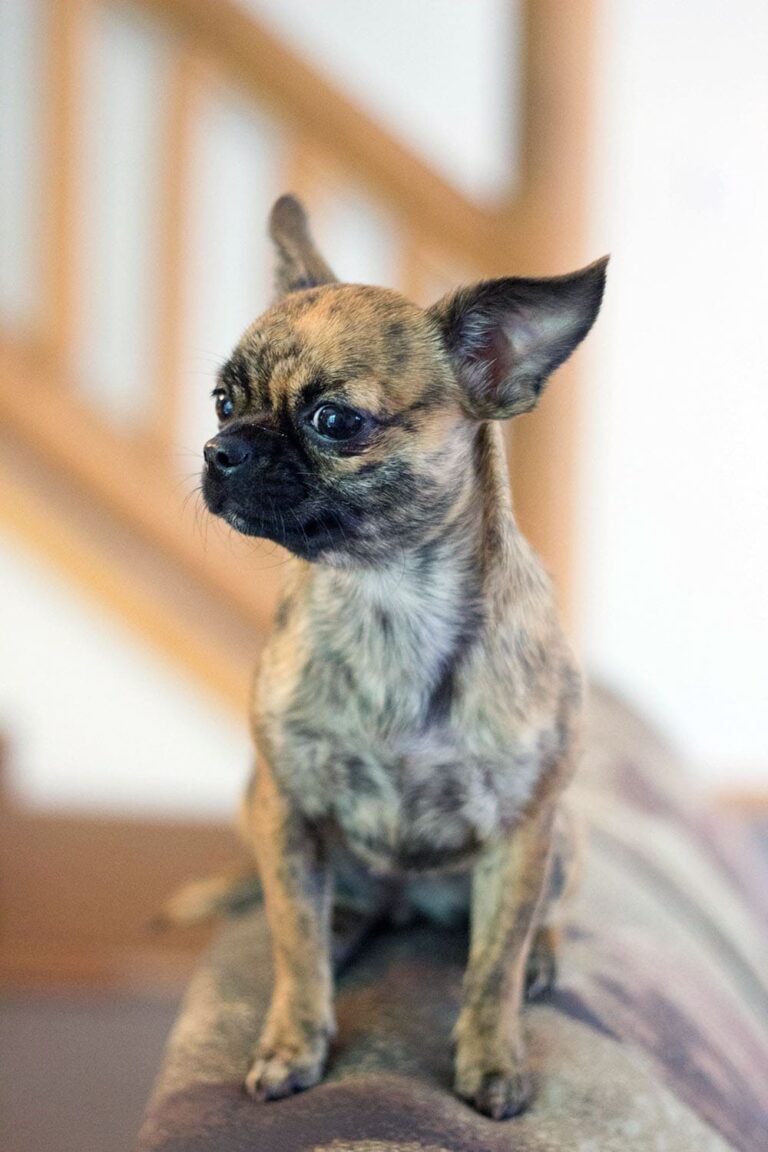 Little Bits dog on the couch.