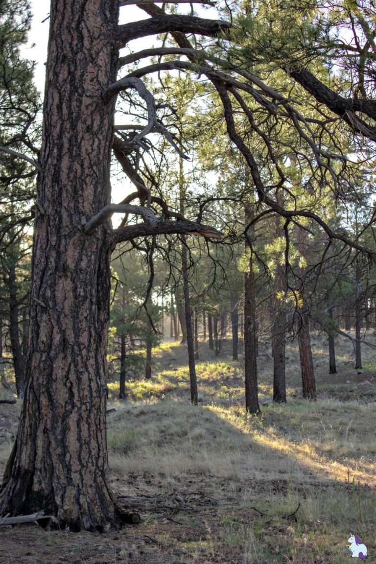 Hiking trail at Little America Flagstaff