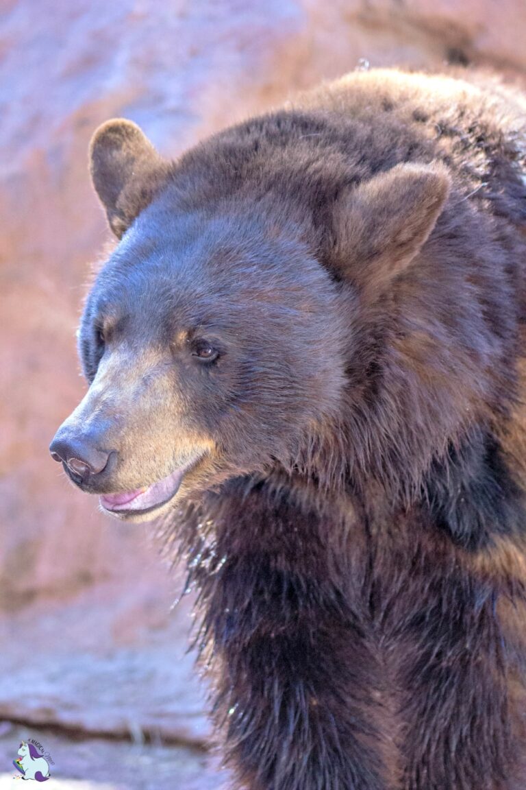 Kindergarten bears at Bearizona