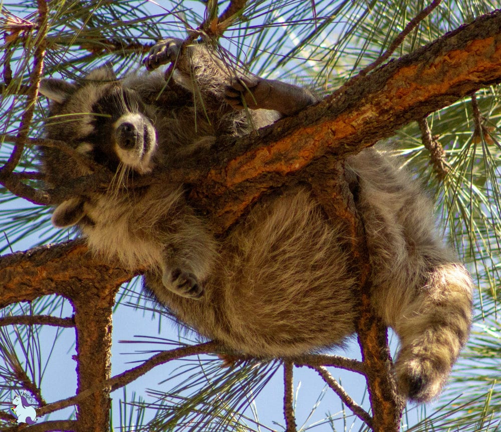 Woah. Rocket has really let himself go. Found him hanging at the top of a really tall tree in Bearizona