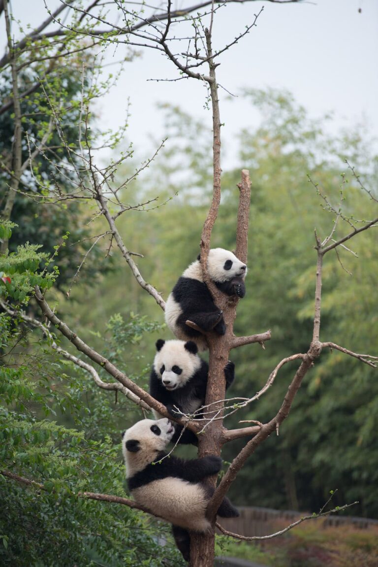 Baby PANDAS from the new IMAX movie narrated by Kristen Bell