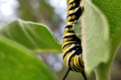 Pinterest Hidden Image