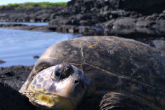 Pinterest Hidden Image