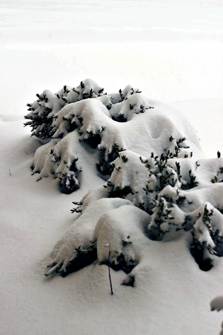 Snow isn't white; it's translucent?!