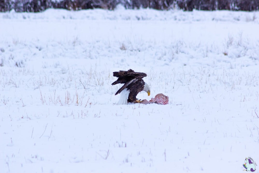 Bald Eagle eating deer carcass in Montana.
