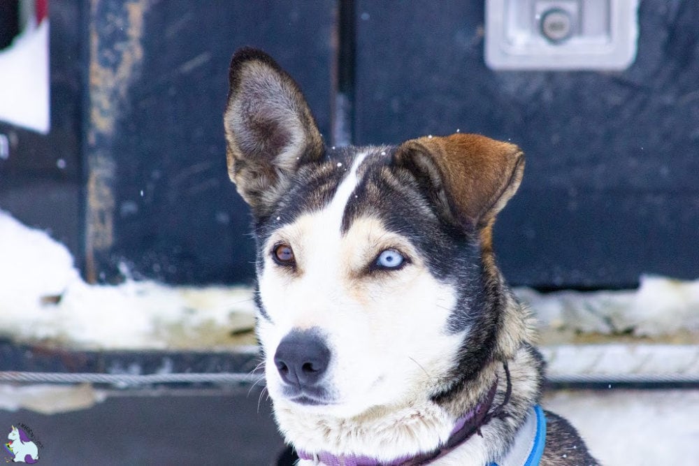 Alaskan Husky with one brown eye one blue. 