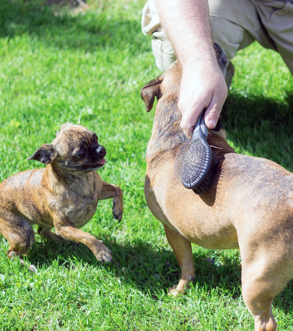 Dogs being brushed in the yard. 