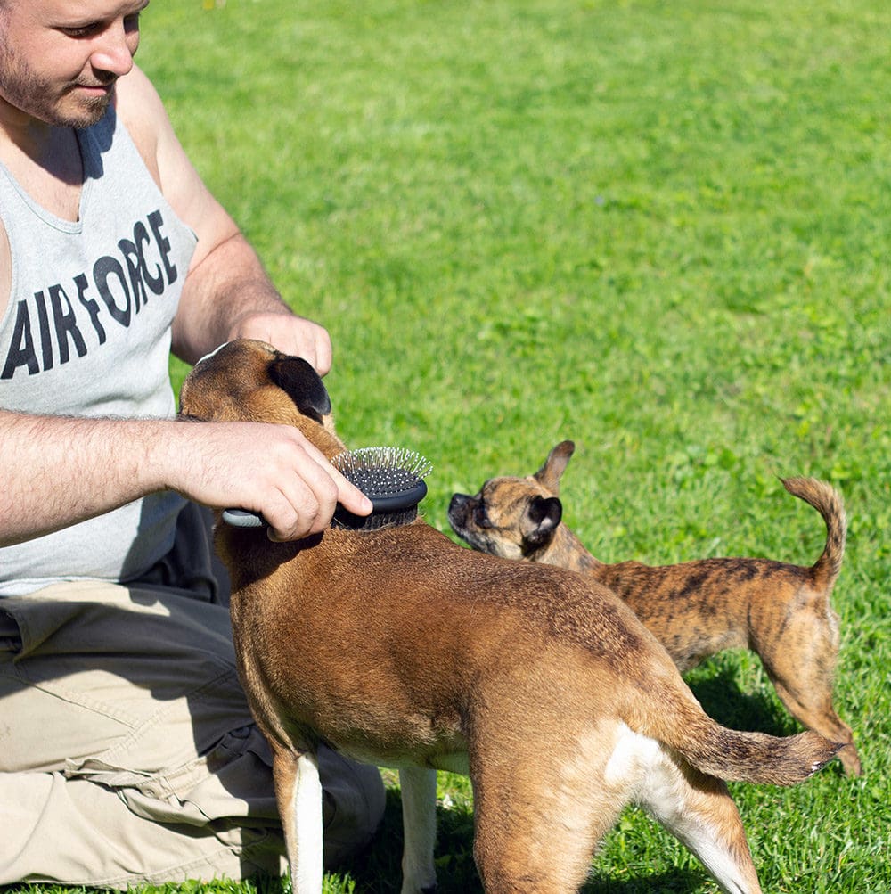 Dogs being bribed with treats while being brushed. 