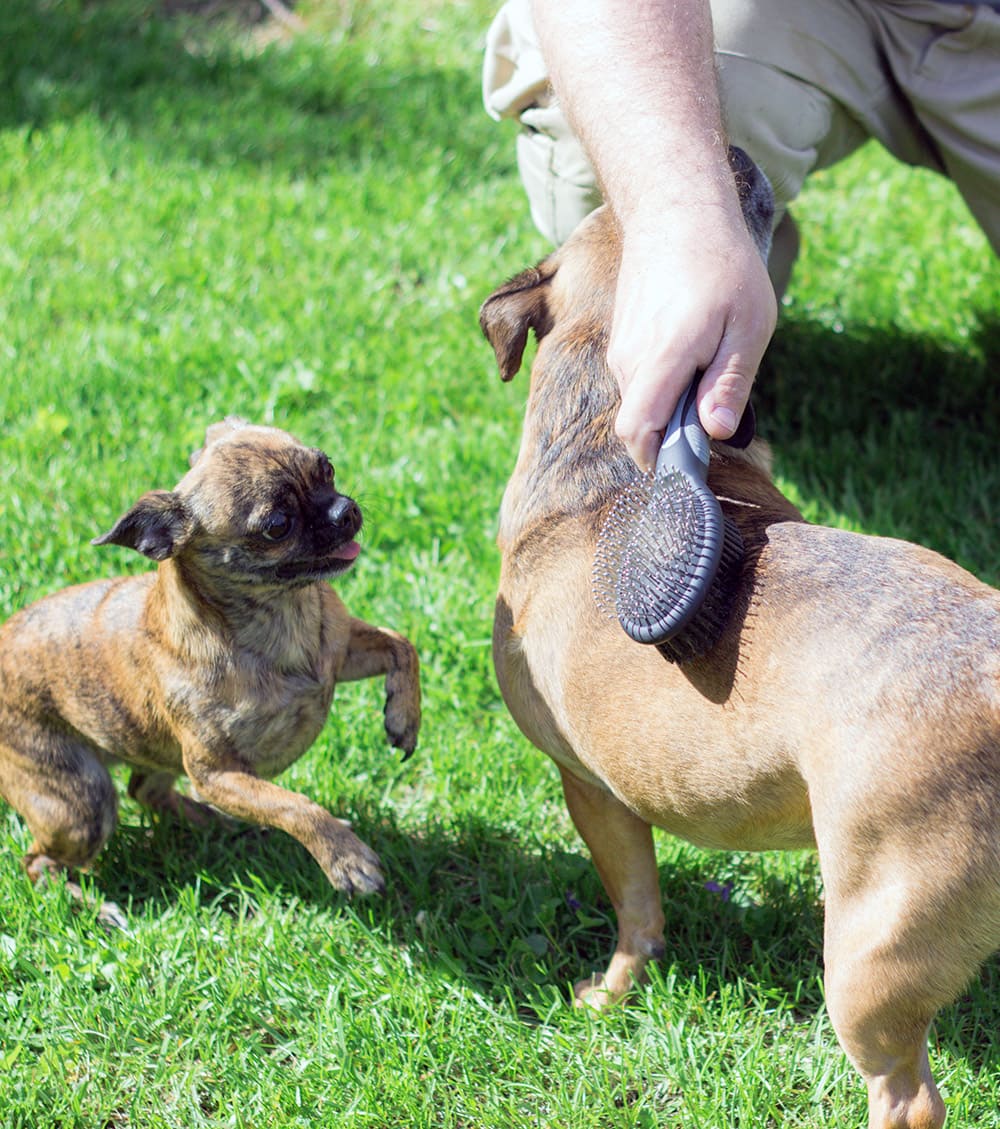 Dogs being brushed in the yard.