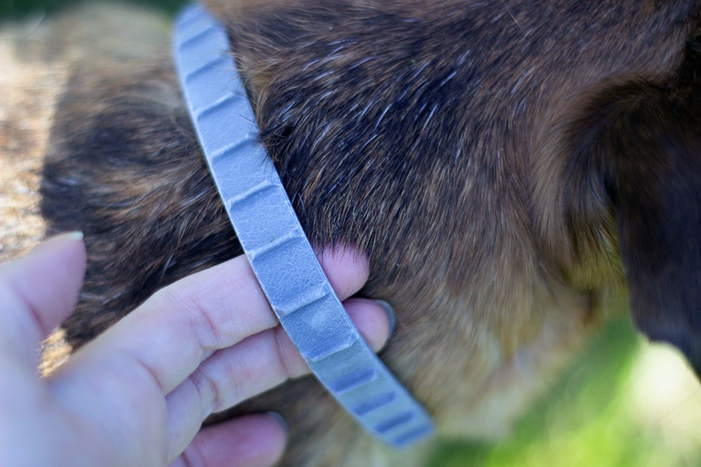 Adams Flea & Tick Collar on a dog.