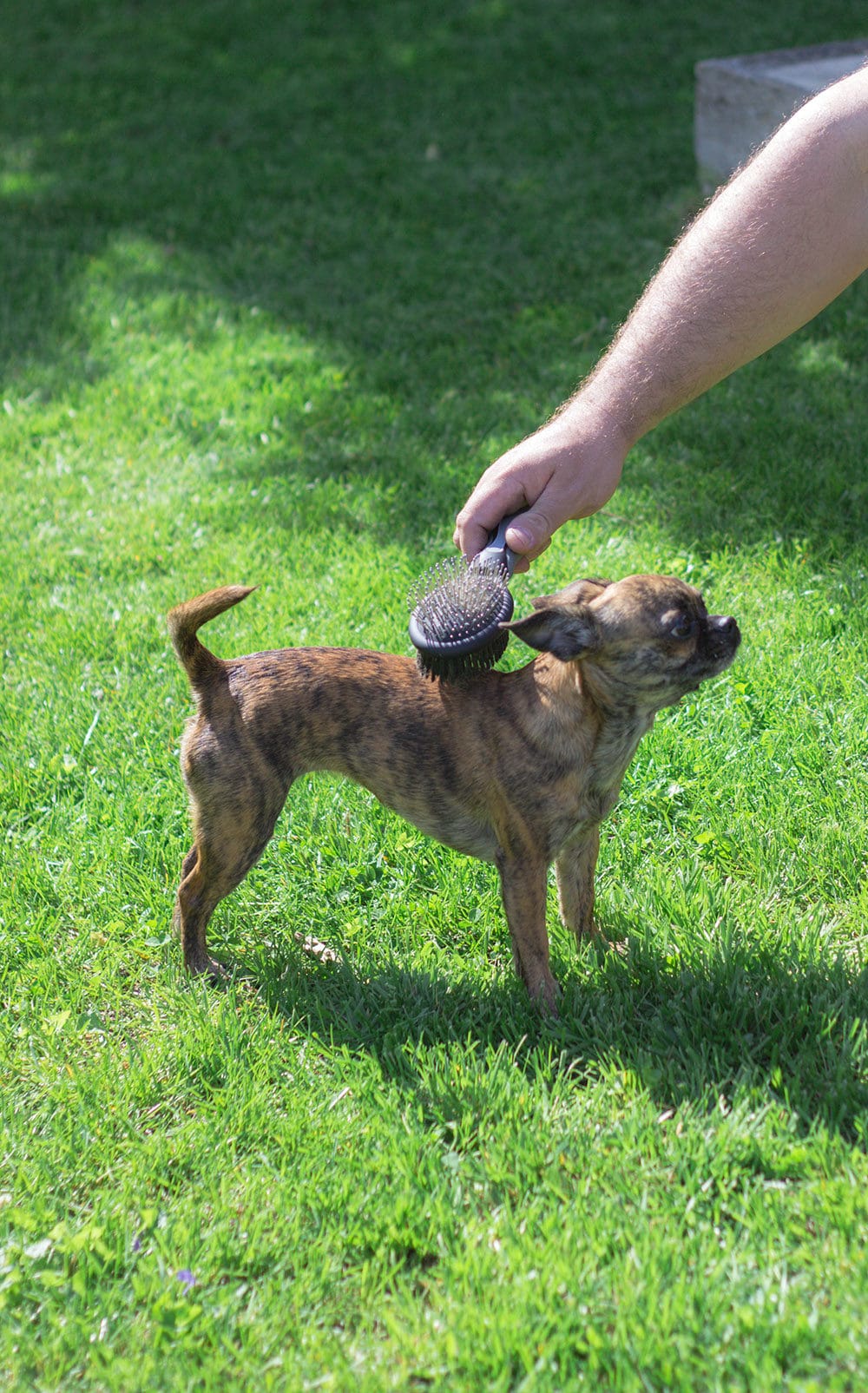 Little chihuahua mix getting brushed.