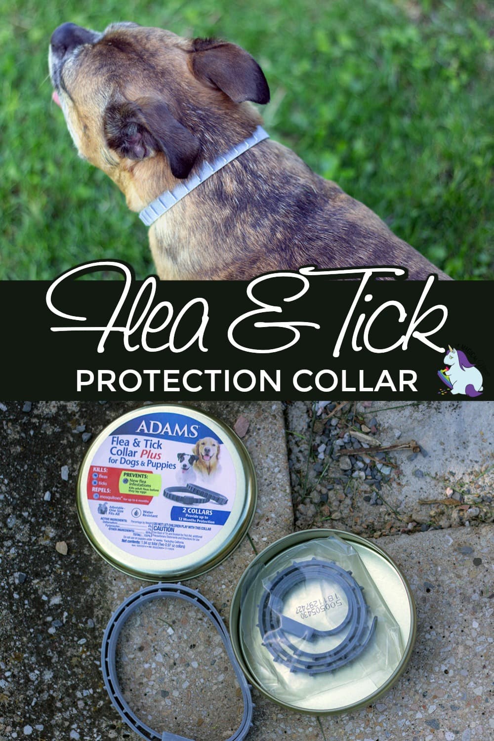 Dog wearing Adams Flea and Tick Collar.