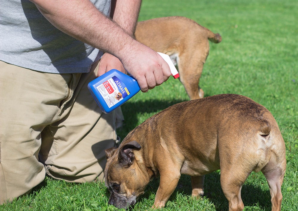 Adams Spray in the yard by a dog.