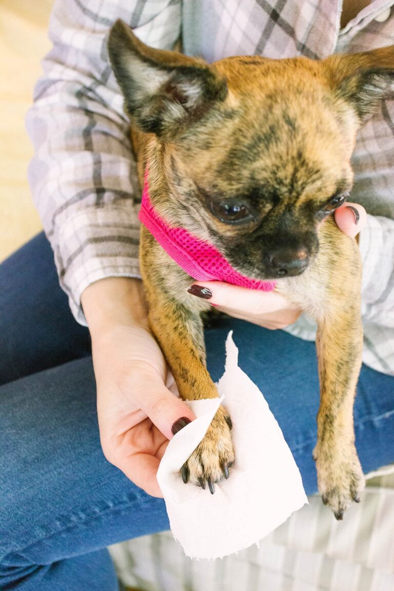 Chihuahua getting paw wiped with toilet paper