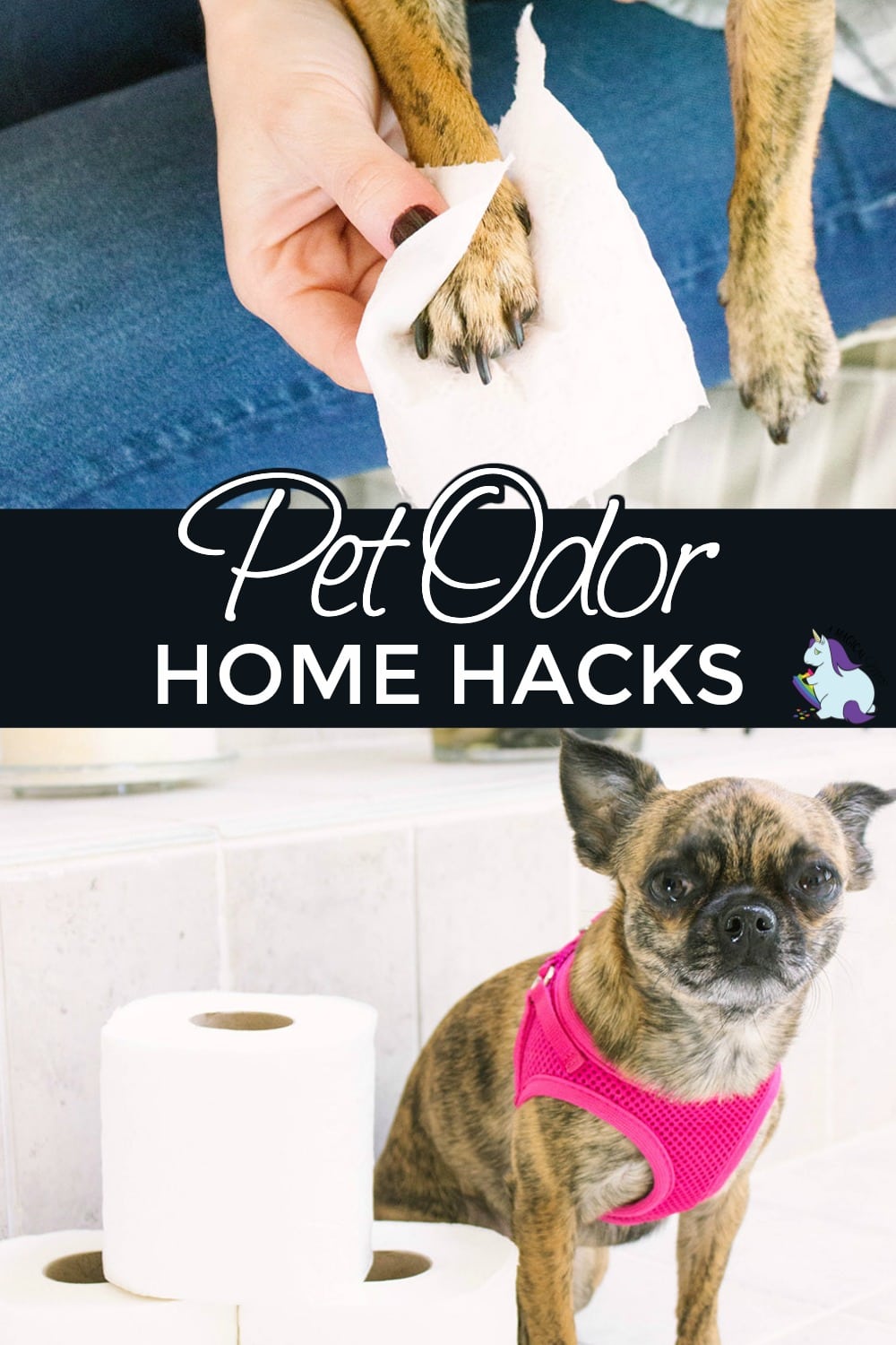 Chihuahua dog sitting next to toilet paper rolls.