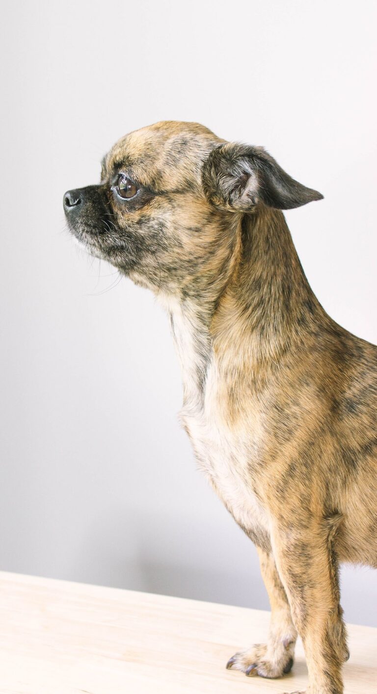 Chihuahua pug mix dog