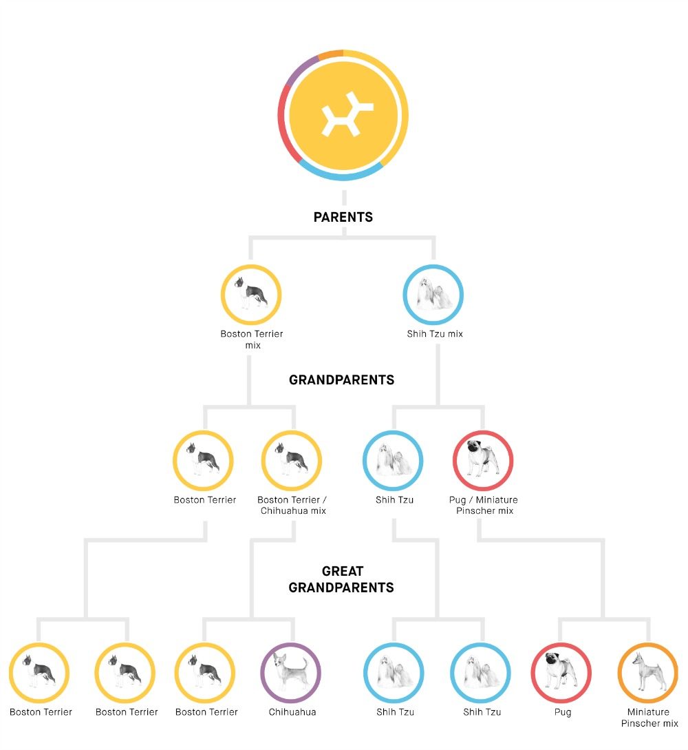 Little Bits family tree of Boston Terrier, Shih Tzu, Pug, and more. 