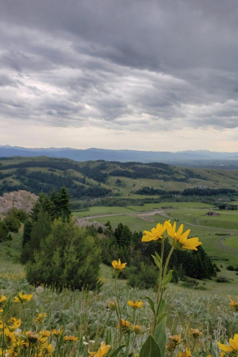 Yellow flowers with mountains and clouds in background