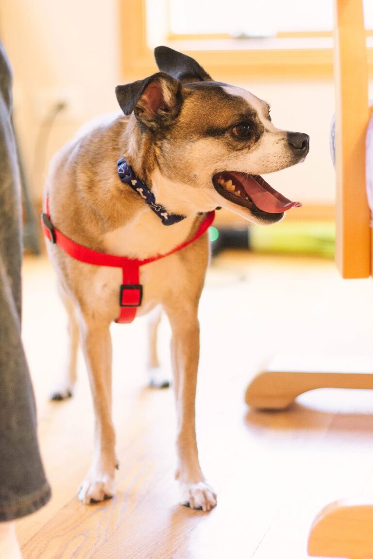 Happy dog visiting