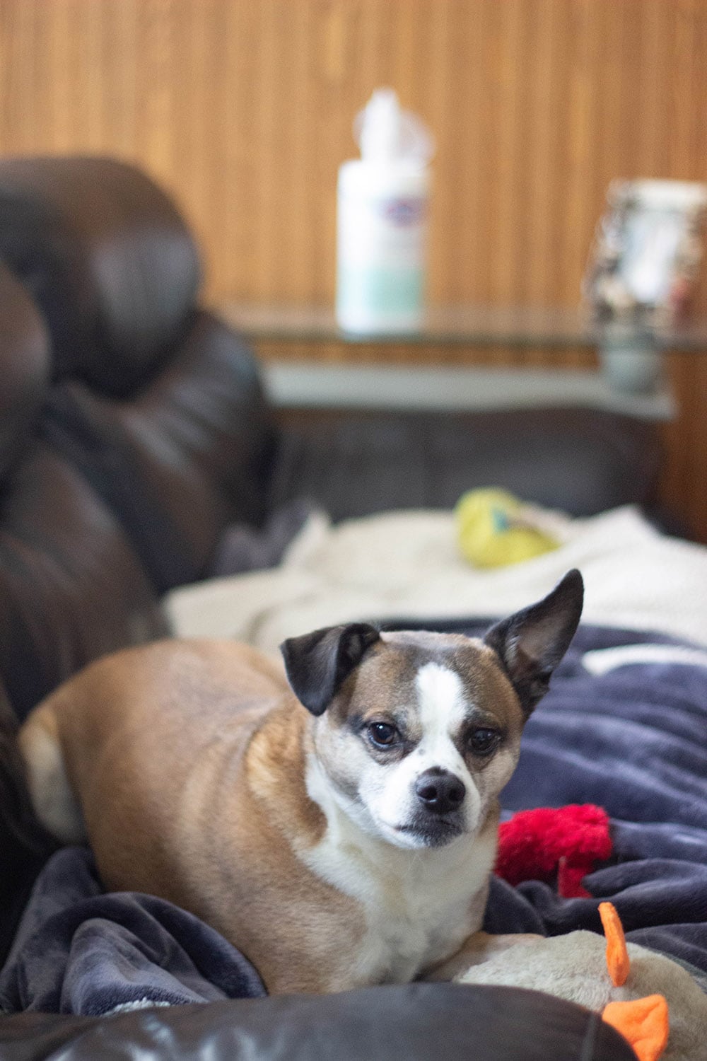 Dog on couch with blankets and toys.