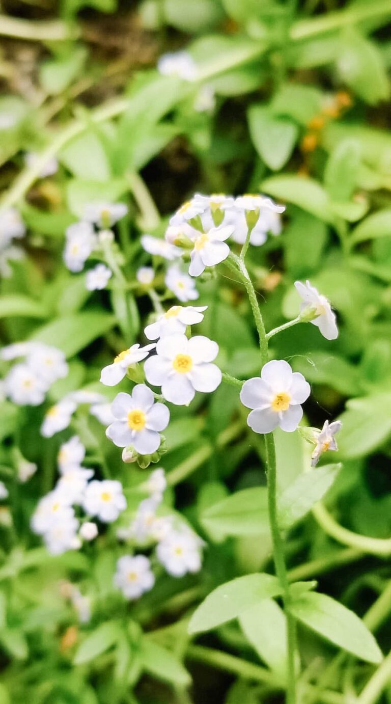 flowers