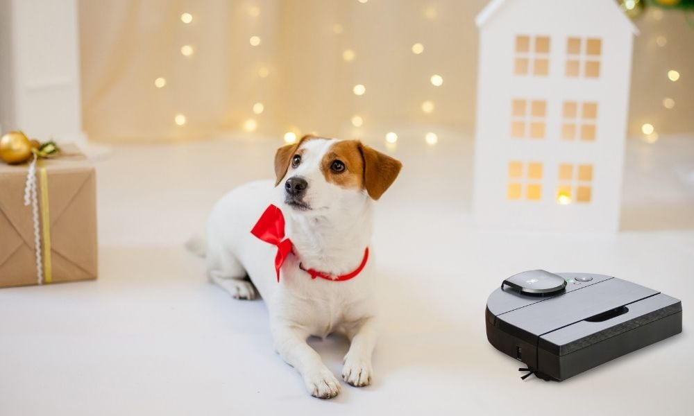Small dog sitting by a robot vacuum and a gold present.