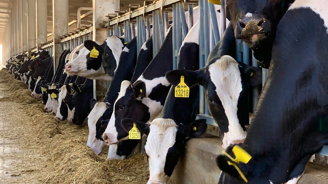 6 Nations That Consume the Most Dairy - and 2 That Avoid It, Global Report Finds