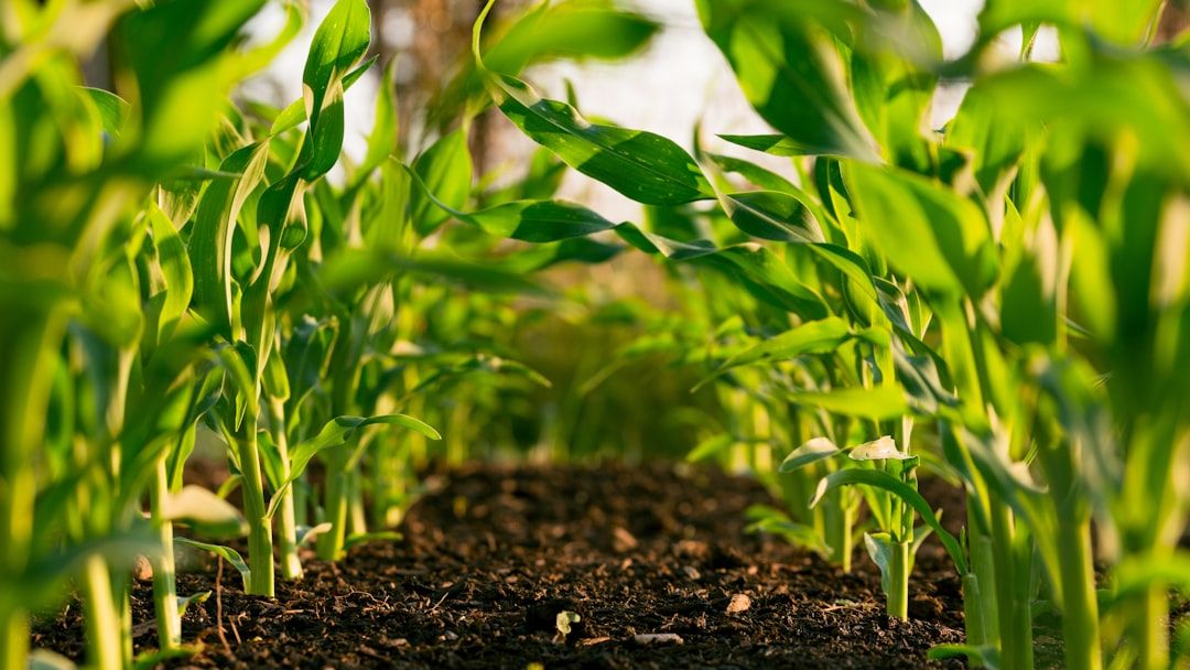 7 Countries Leading the World in Organic Farming, Study Reveals