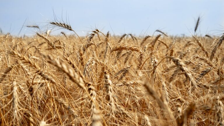Study Reveals the Nations Most Dependent on Food Imports
