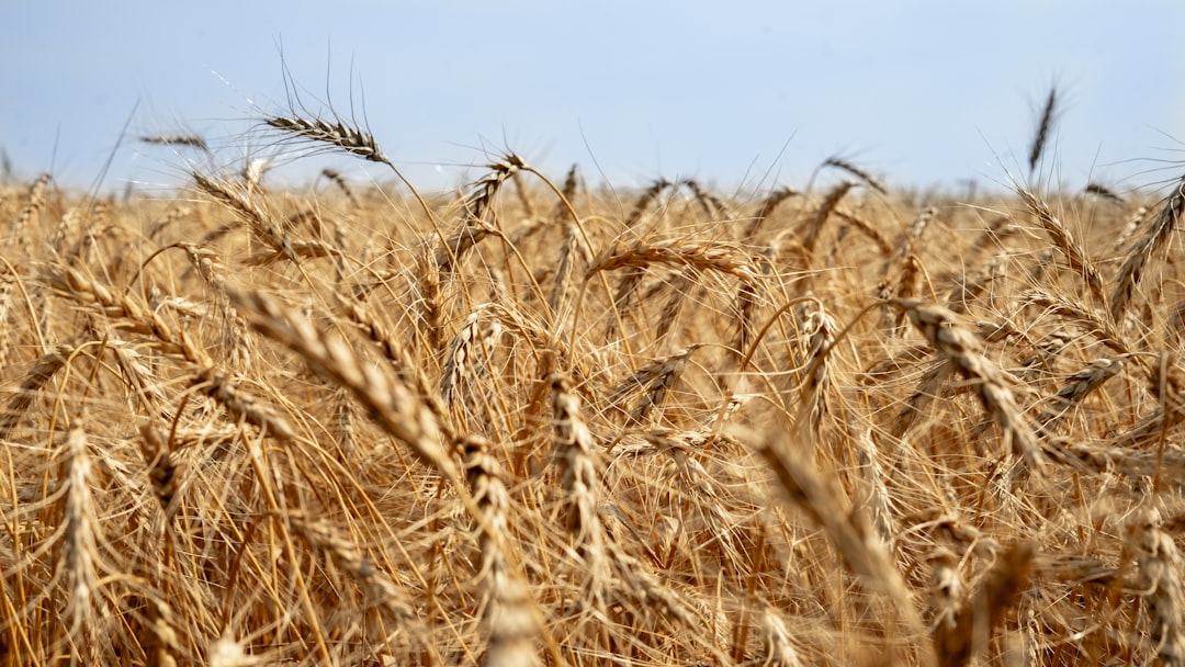 Study Reveals the Nations Most Dependent on Food Imports