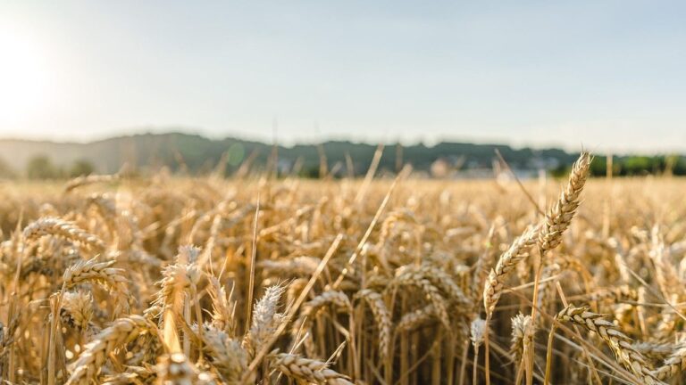 The Countries Spending the Most on Wheat Imports, Data Shows