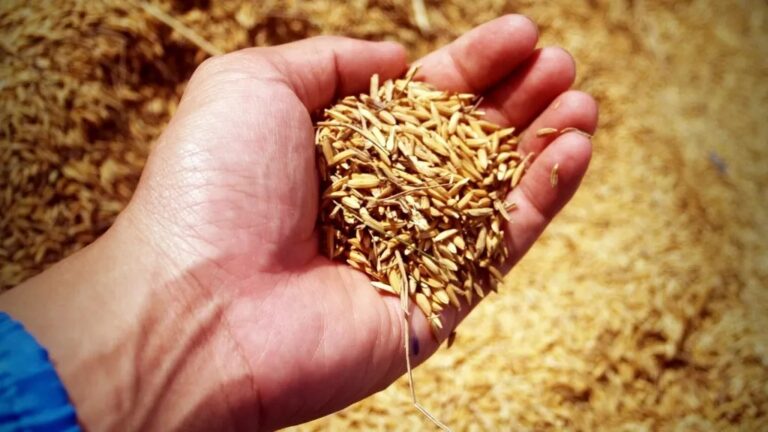 Nations That Have Nearly Moved Away from Wheat-Based Diets, Report Reveals