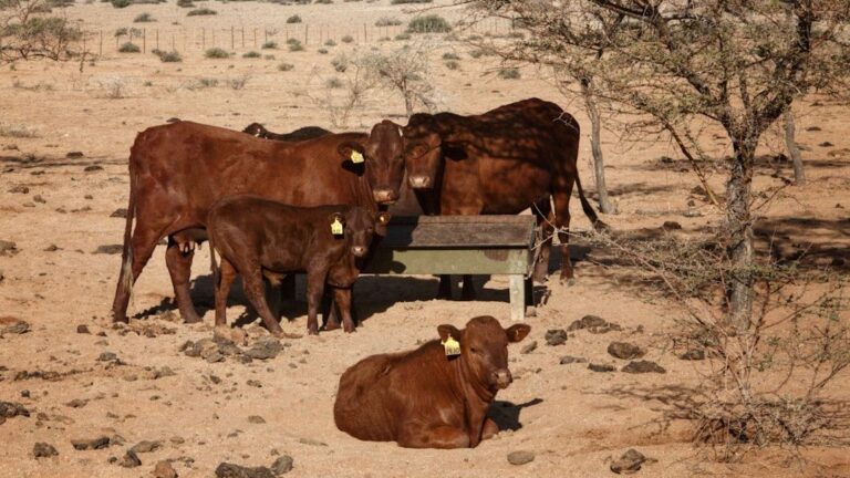 American Ranchers Face Challenges as Beef Prices Reach Record Levels
