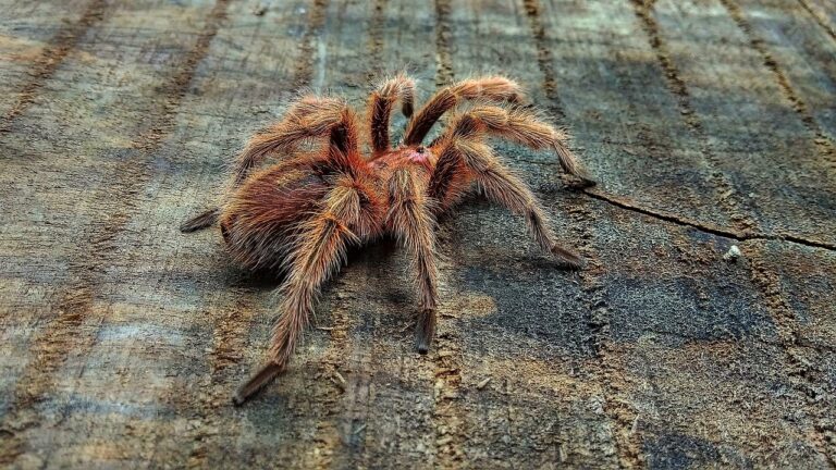 7 Animals Hollywood Made Look Dangerous But Aren't