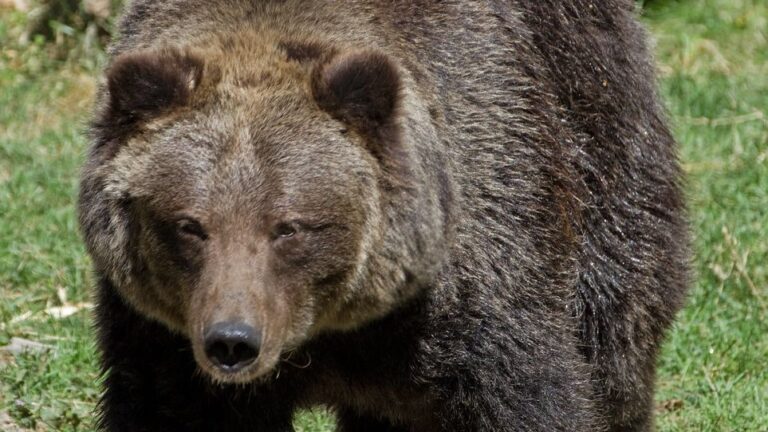 9 Animals You Thought Were Dangerous - But Actually Fear Us