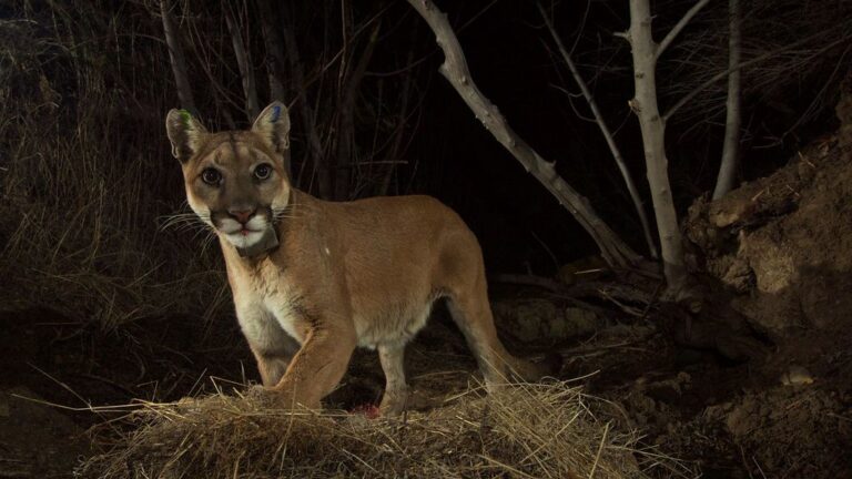 These Shy Species Vanish The Moment They Sense Humans