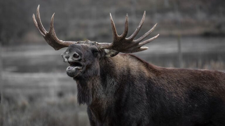 8 Animals That Could Hurt You – But Usually Run First