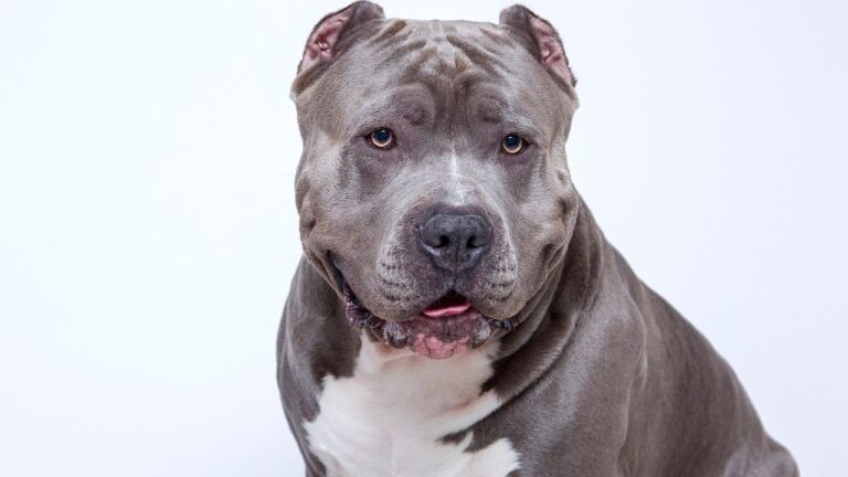 The 5 Dog Breeds Vets Say Are Most Prone to Turning on Their Owners