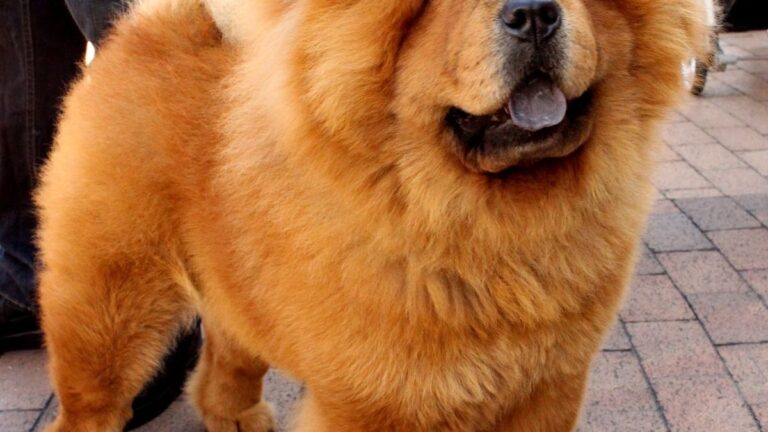 The 5 Dog Breeds Vets Warn Are Most Likely to Turn on Their Owners