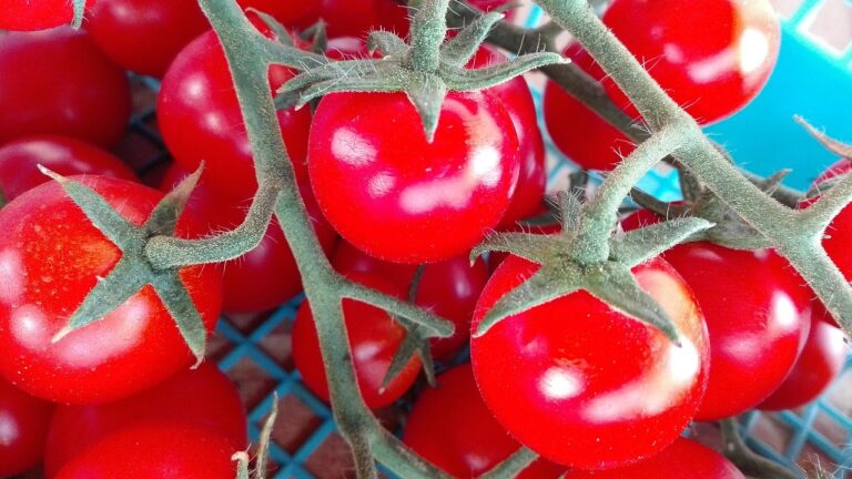 Why Tomatoes Had Better Flavor 50 Years Ago - and How Science Hopes to Restore It