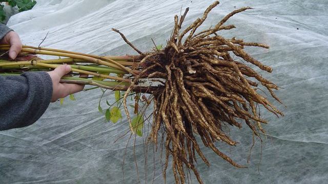 Forgotten Vegetables: 5 Ancient Crops That Vanished From Modern Agriculture