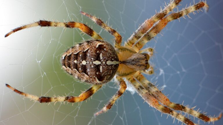 6 Animals Humans Are Naturally Hardwired to Fear