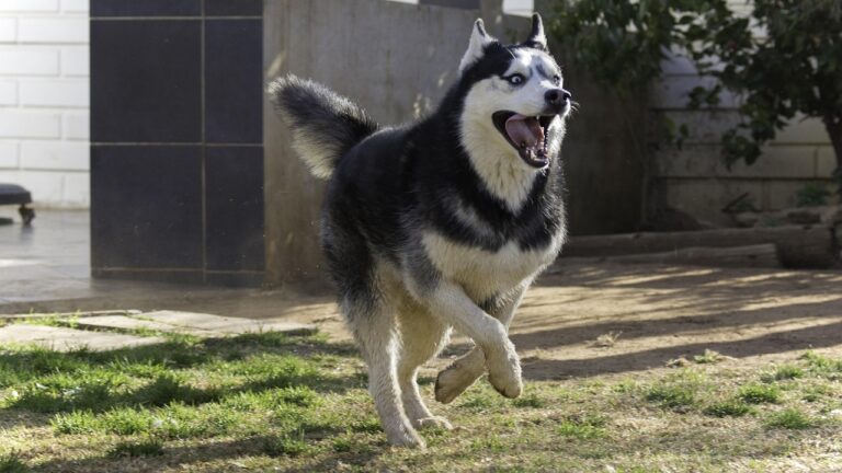 The 8 Dog Breeds Vets Say Are Most Likely to Turn on Their Owners