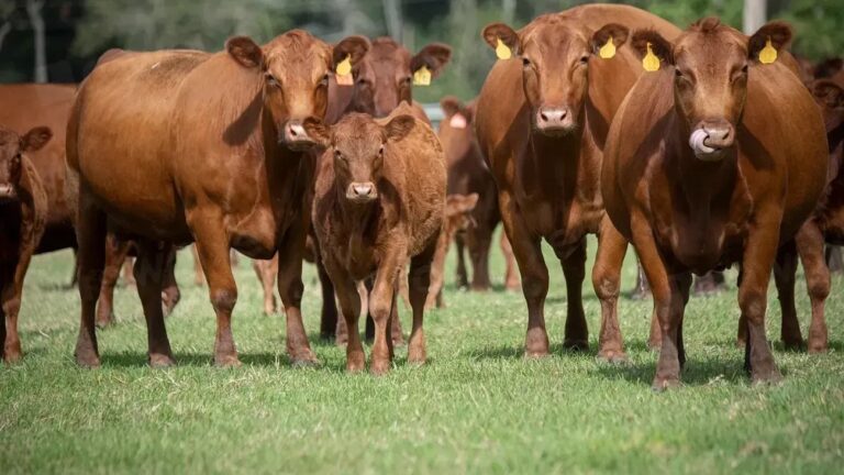 Which Nation Produces the Most Beef in the World?