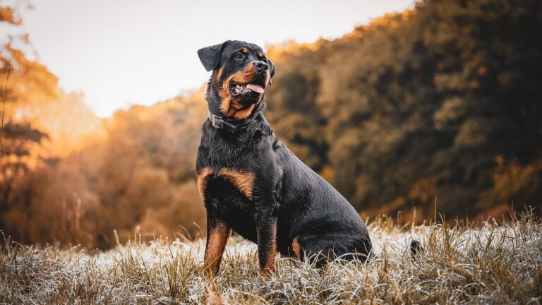 The 5 Dog Breeds Vets Say Are Most Likely to Turn on Their Owners