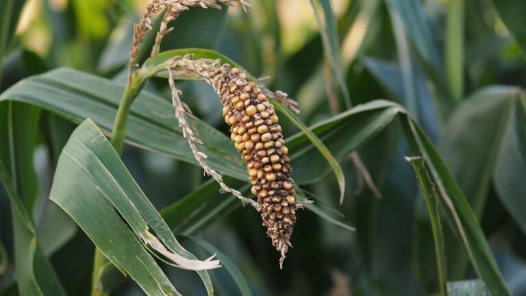 The Shrinking Corn Belt: America’s Farm Heartland Under Growing Threat