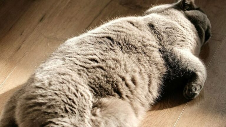 7 "Helpful" Things Pet Owners Do in Winter That Actually Hurt Their Pets