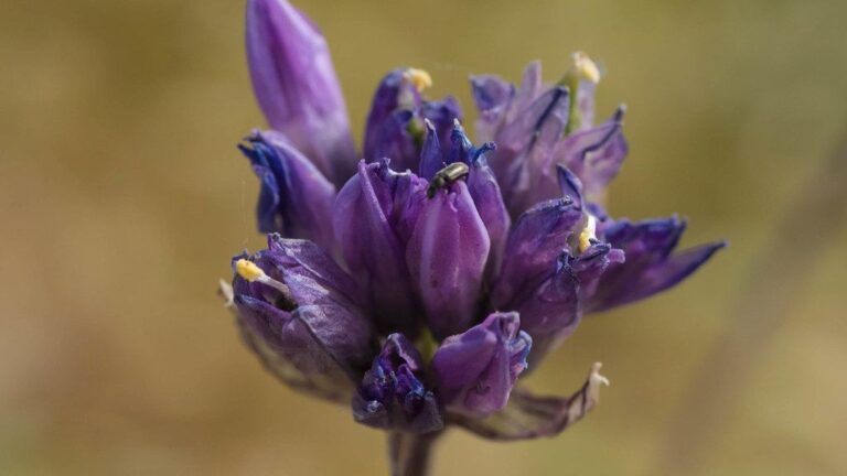 Illegal Without Warning: Why Collecting Rainwater or Wildflowers Can Lead to Fines in Certain States